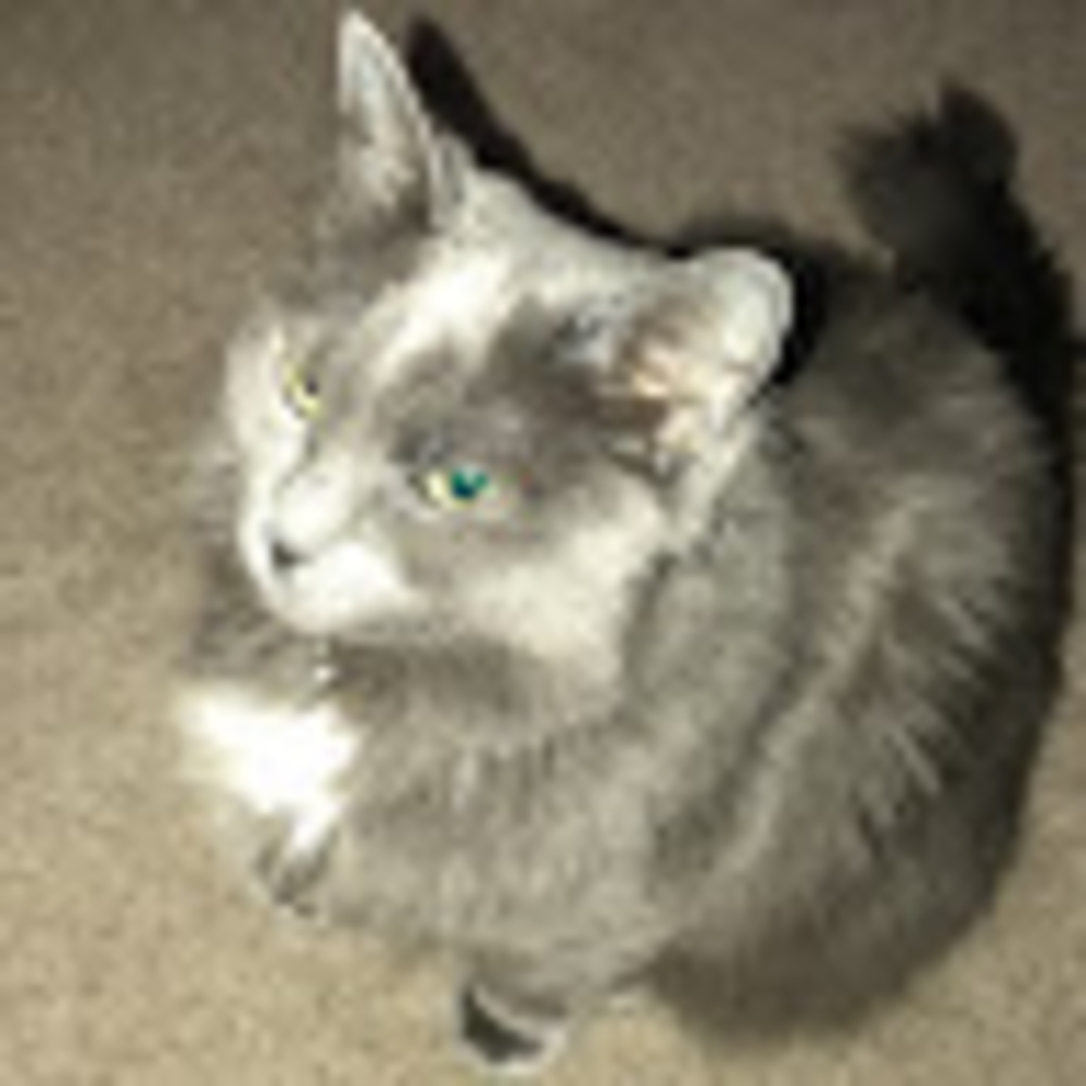 Meet your Posher, Little-gray